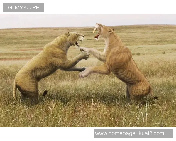 明尼苏达与达拉斯激战正酣谁将赢得这场精彩对决